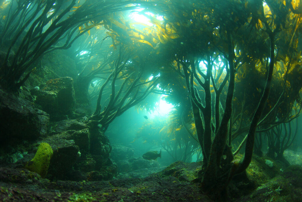 "Viento Norte” es una iniciativa, organizada por la Corporación Bosques de Zapallar