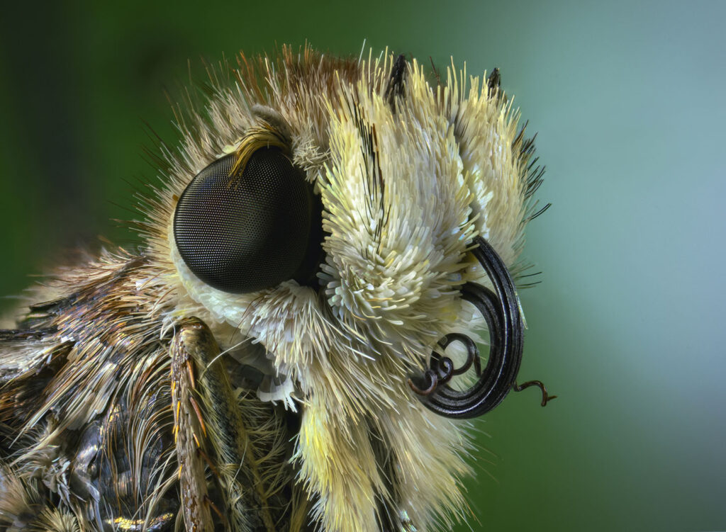 Mariposa de villarrica