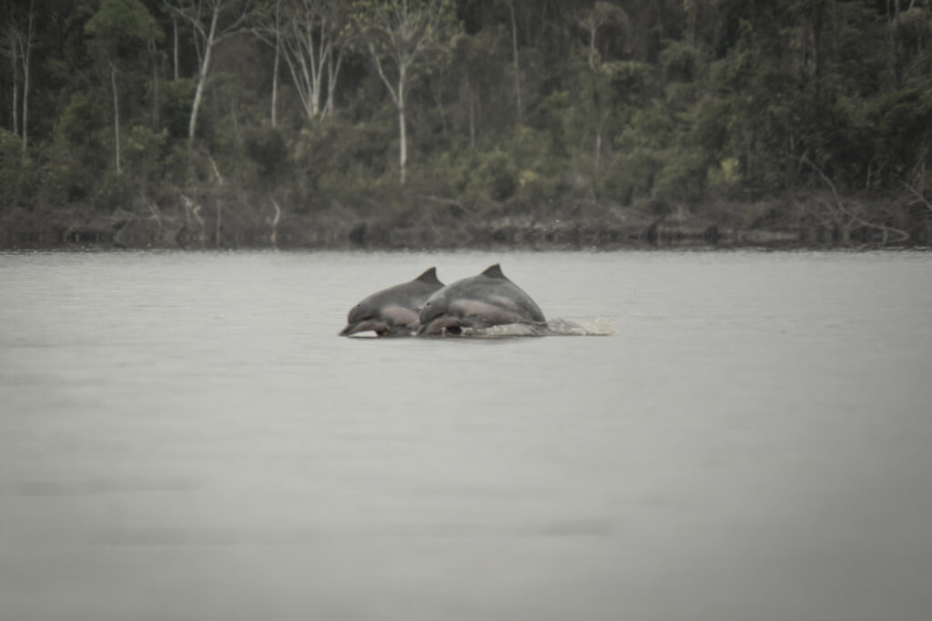 Delfines grises 