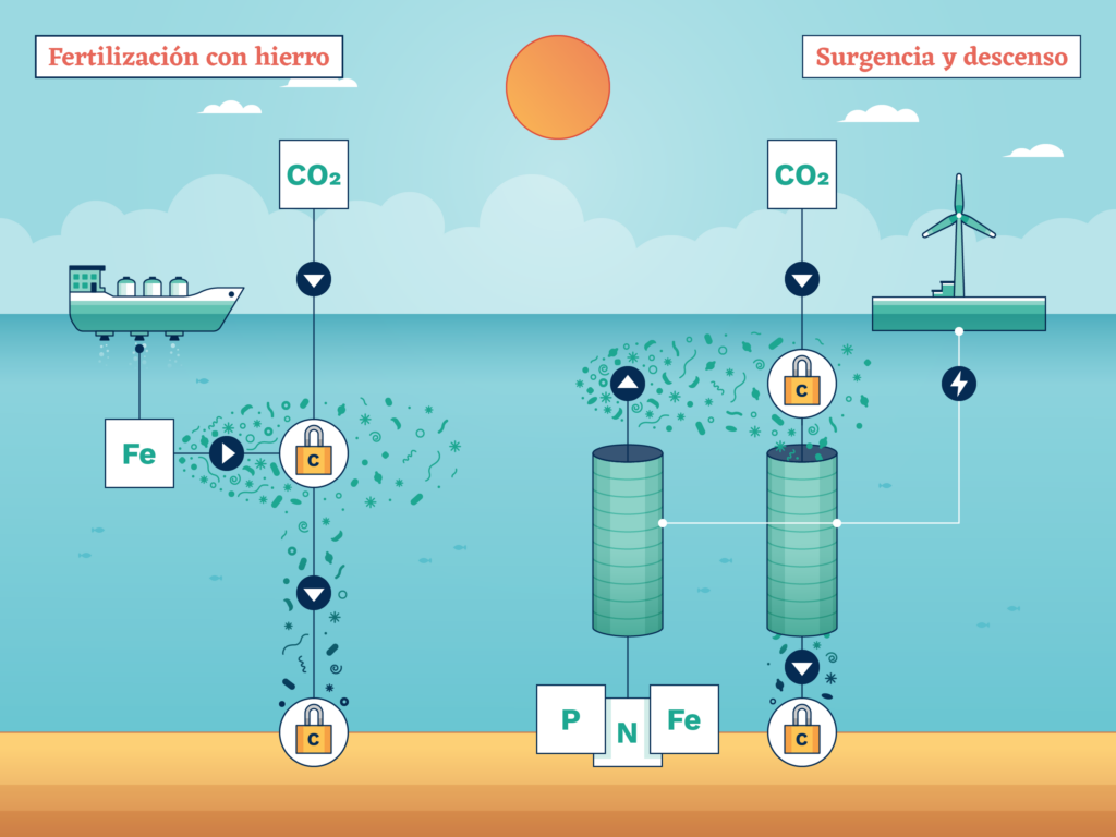 La siembra de hierro es un método para eliminar CO2 del océano utilizando hierro como una especie de fertilizante. El hierro estimula el crecimiento del fitoplancton, que captura CO2 en su cuerpo a medida que crece. Cuando mueren, caen al fondo del océano y retienen el carbono. Las corrientes ascendentes y descendentes son similares en su objetivo de fomentar el crecimiento del fitoplancton, pero en lugar de añadir hierro al agua, el plan consiste en traer aguas ricas en nutrientes a la superficie desde las profundidades del océano mediante tuberías. Para facilitar el proceso de retención del carbono en las profundidades oceánicas, esta técnica también busca canalizar hacia abajo las aguas superficiales ricas en fitoplancton (Gráfico: James Round / Diálogo Chino). Archivo de medios.