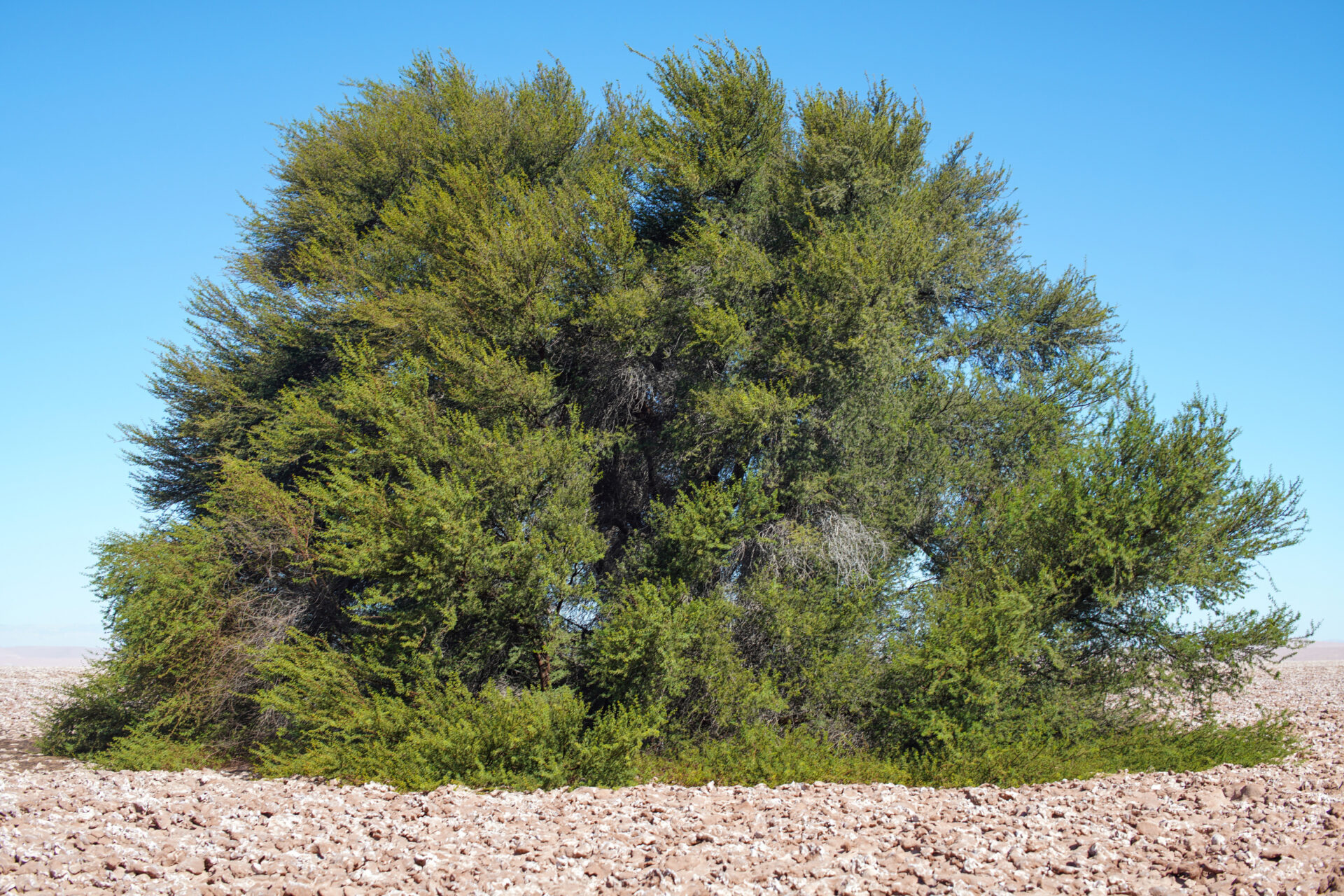 Bosques áridos, los milagros del desierto