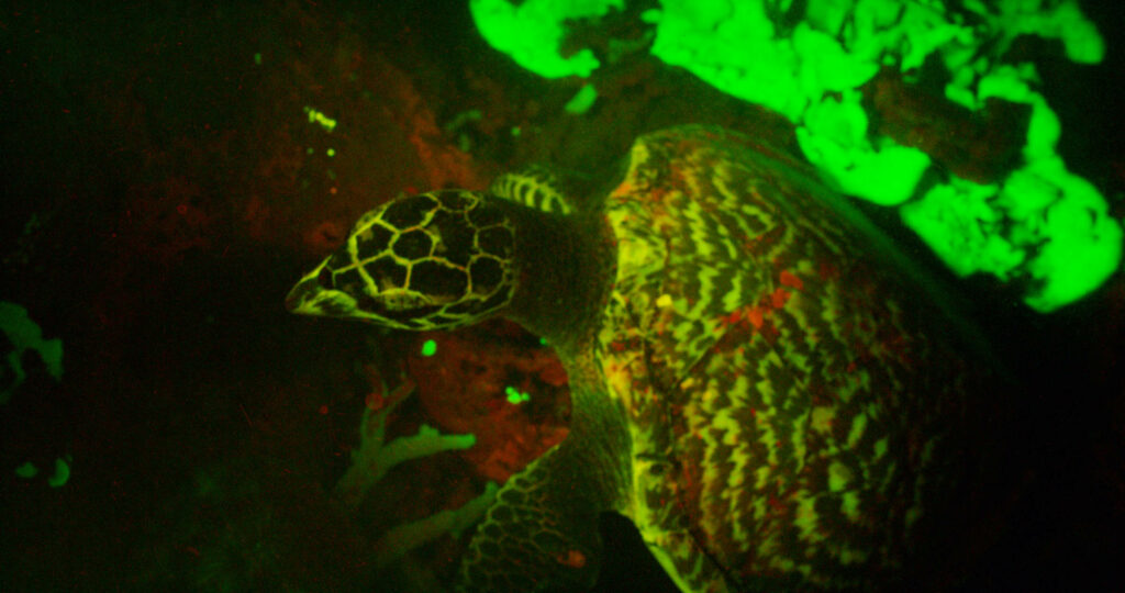 La primera imagen de una tortuga carey fluorescente. Créditos a David Gruber.
