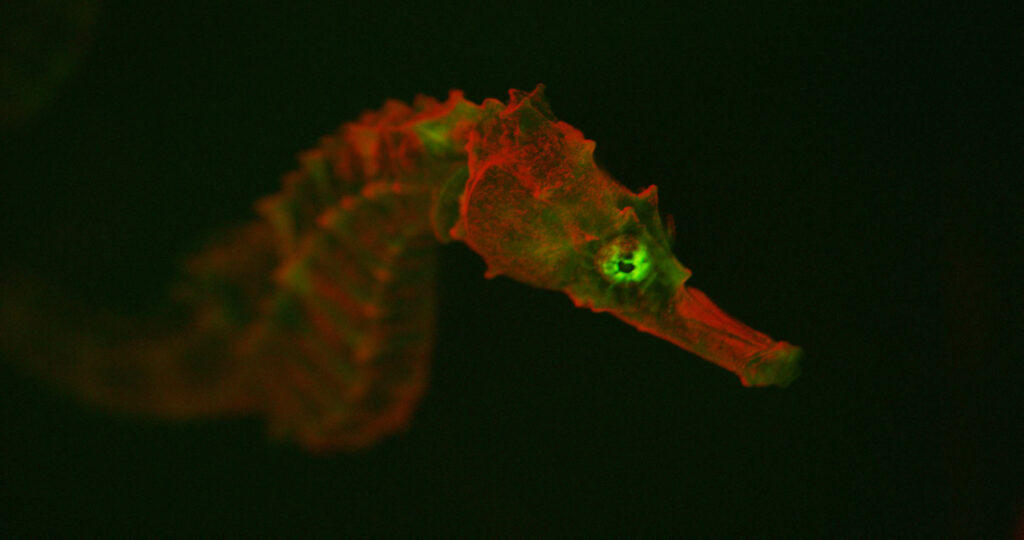 Caballito de mar fluorescente. Hippocampus erectus. Créditos David Gruber.