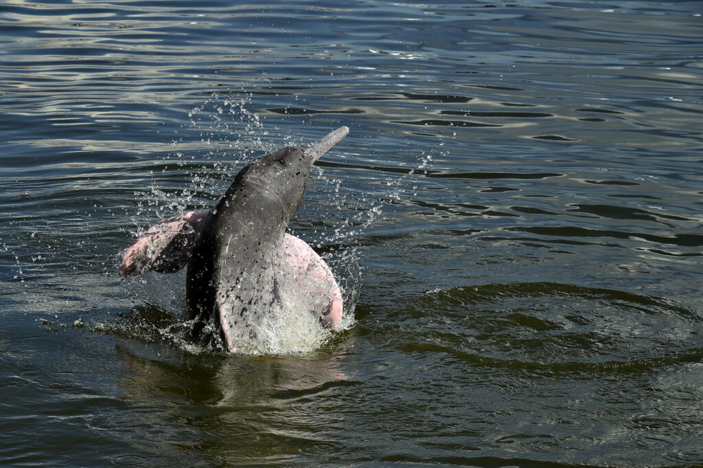 Expedición para conteo de delfines rosados