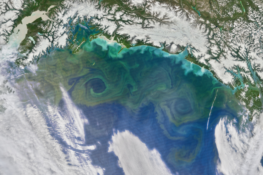 Imagen satelital de una floración natural de fitoplancton -los remolinos verdes- en el Golfo de Alaska. Se produjo cuando la marea ayudó a distribuir hierro de la tierra en aguas ricas en nitratos mar adentro, creando un entorno abundante en nutrientes (Imagen: Observatorio de la Tierra de la NASA / Flickr, CC BY NC). Archivo de medios.