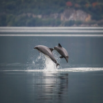 Patagonia norte: por primera vez estiman abundancia de delfín chileno