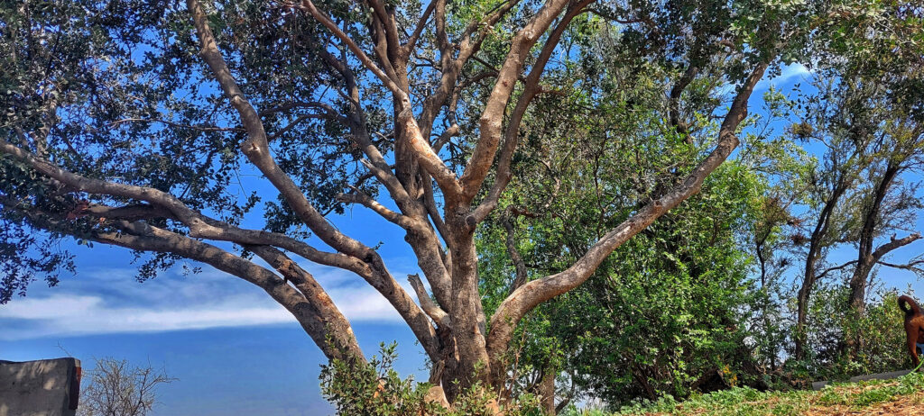 foto árbol fotografía pas y tranquilidad.