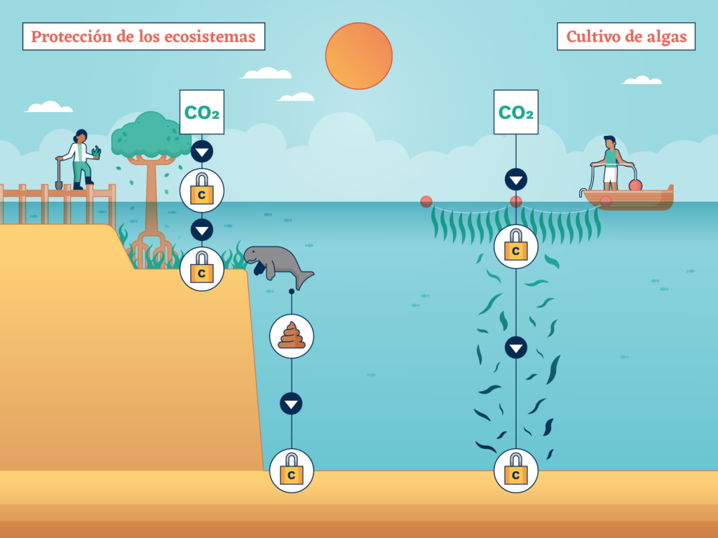 Ecosistemas costeros como manglares, marismas y praderas marinas almacenan enormes cantidades de carbono al asentarse sobre materia orgánica. Proteger y restaurar estos hábitats ayudará a eliminar más CO2 del agua de mar y de la atmósfera. Cultivar más algas tendría el mismo efecto, aunque no está tan claro cómo el carbono que capturan estas macroalgas puede almacenarse a largo plazo (Gráfico: James Round / Diálogo Chino) Archivo de medios.