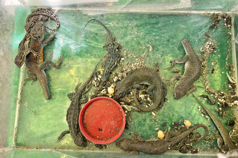 Estos reptiles son también ofertados vivos en condiciones de hacinamiento dentro de cajas plásticas transparentes, a la vista de todo público. Crédito: Eduardo Franco Berton/Archivo de medios