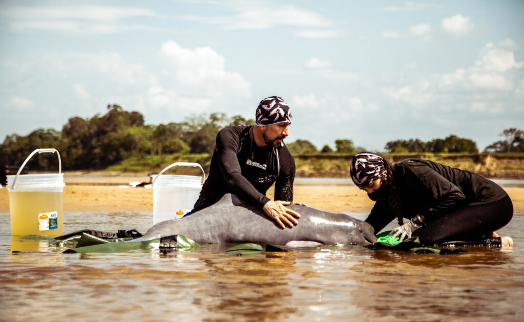 Fundación Omacha atendiendo a un delfín rosado juvenil