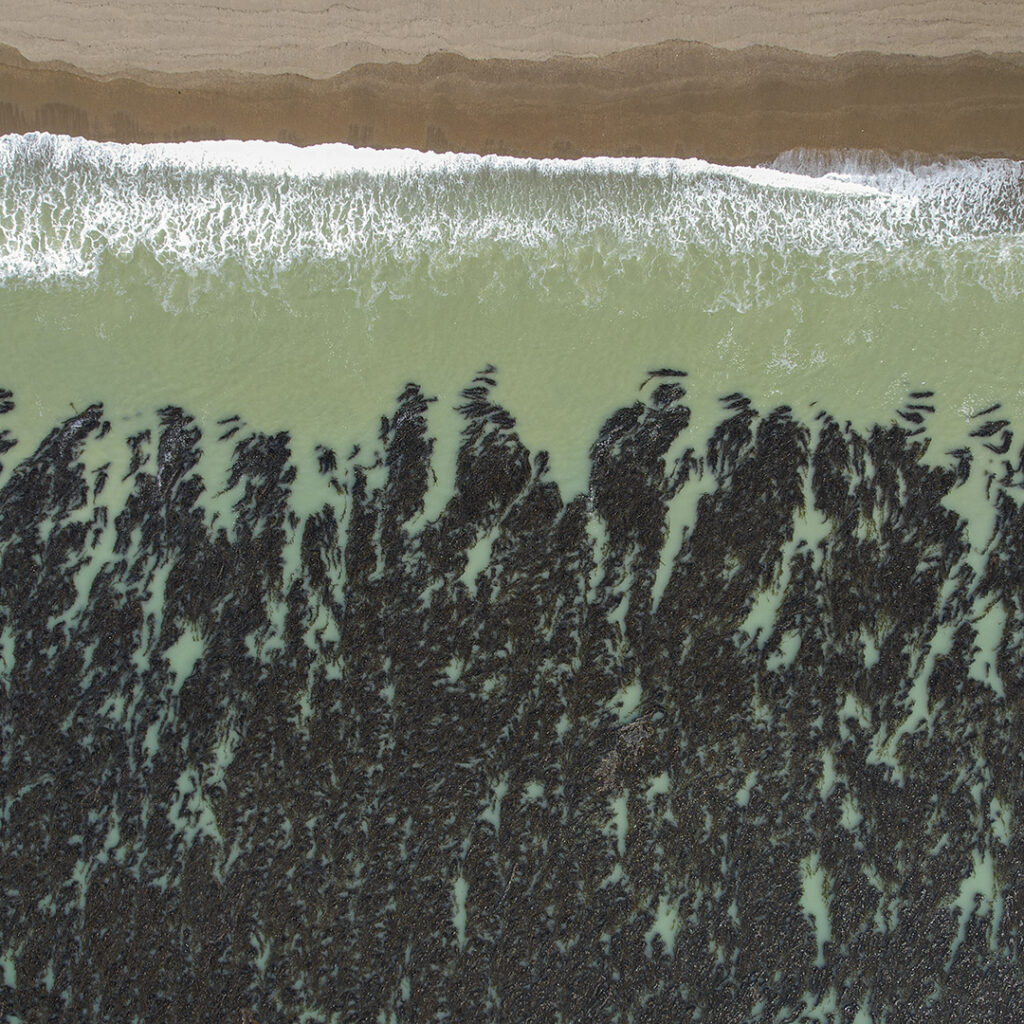 Macroalgas de Santa Cruz, Argentina.