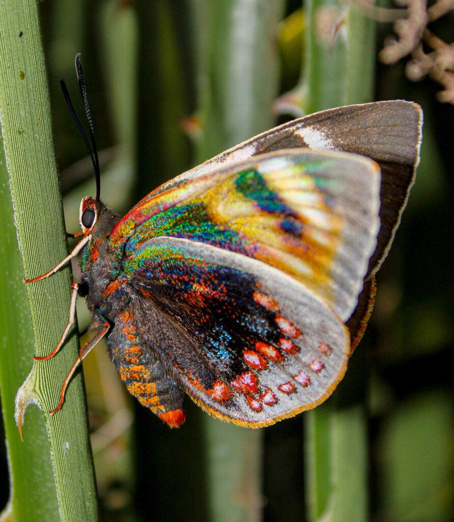 Mariposa del Chagual
(Castnia eudesmia)