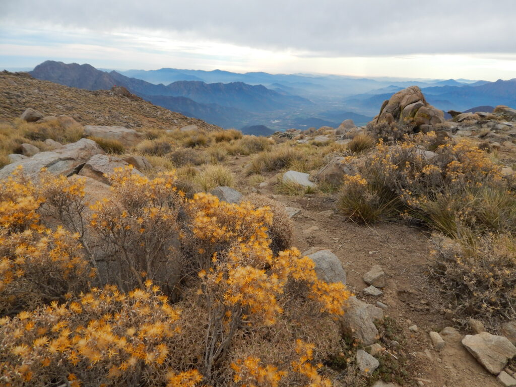 Matorral cordillerano. Foto: Damaris Villanueva.