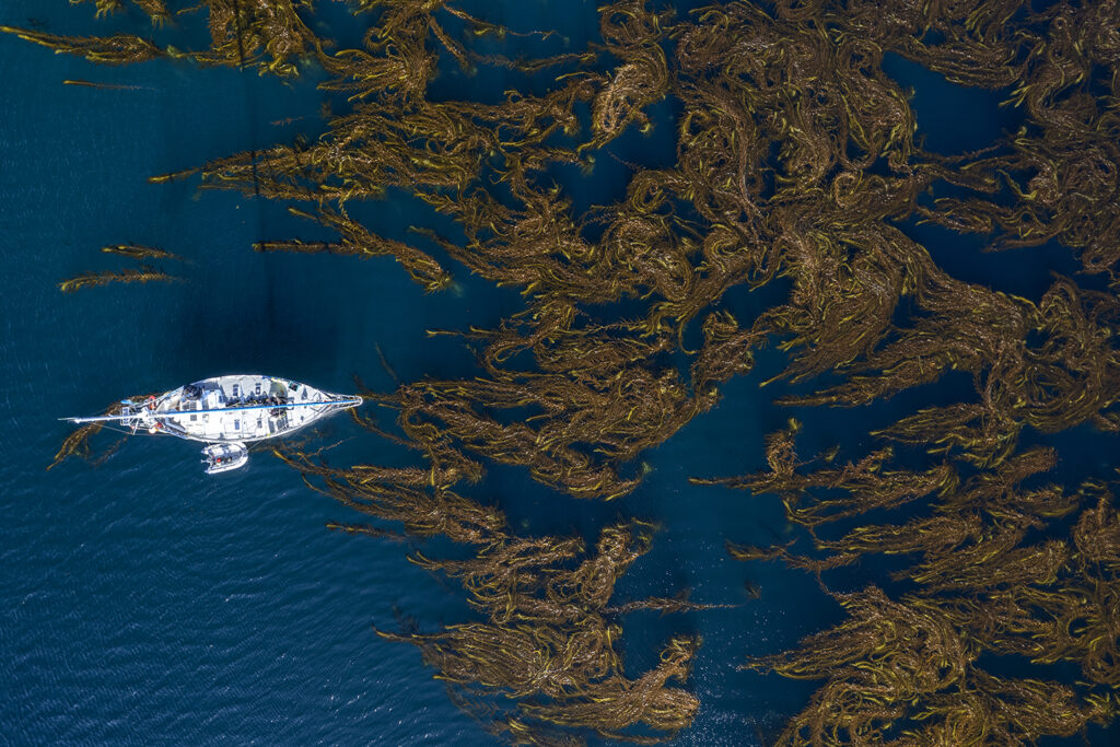 Navegando los bosques de kelp - foto de Cristian Lagger