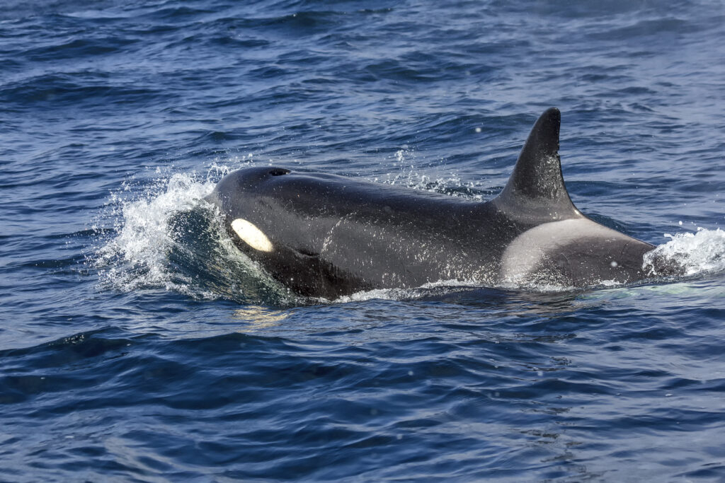 Orca
(Orcinus orca)