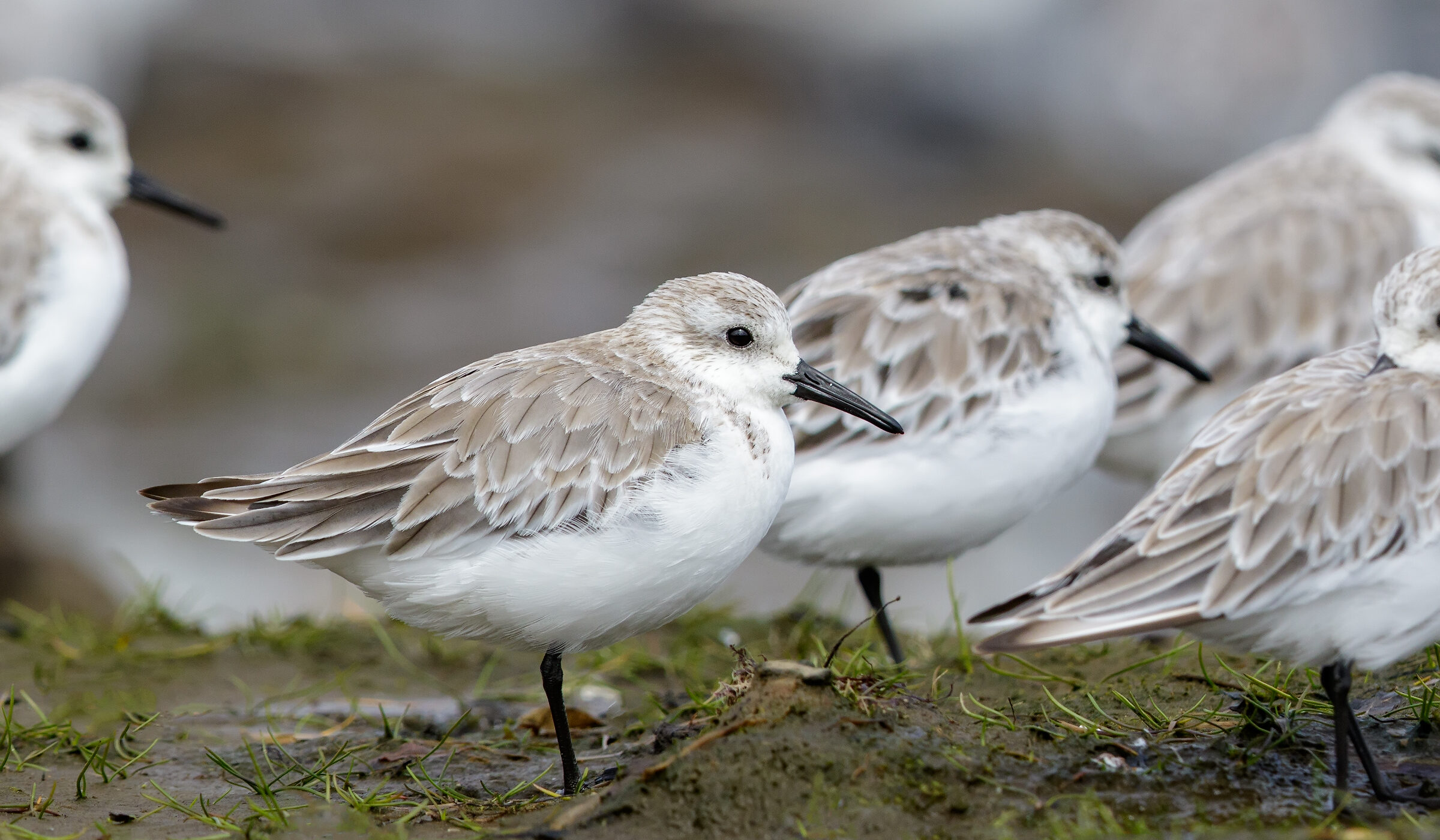 En este Día de las Aves Migratorias, conoce diez increíbles especies que puedes ver en Chile