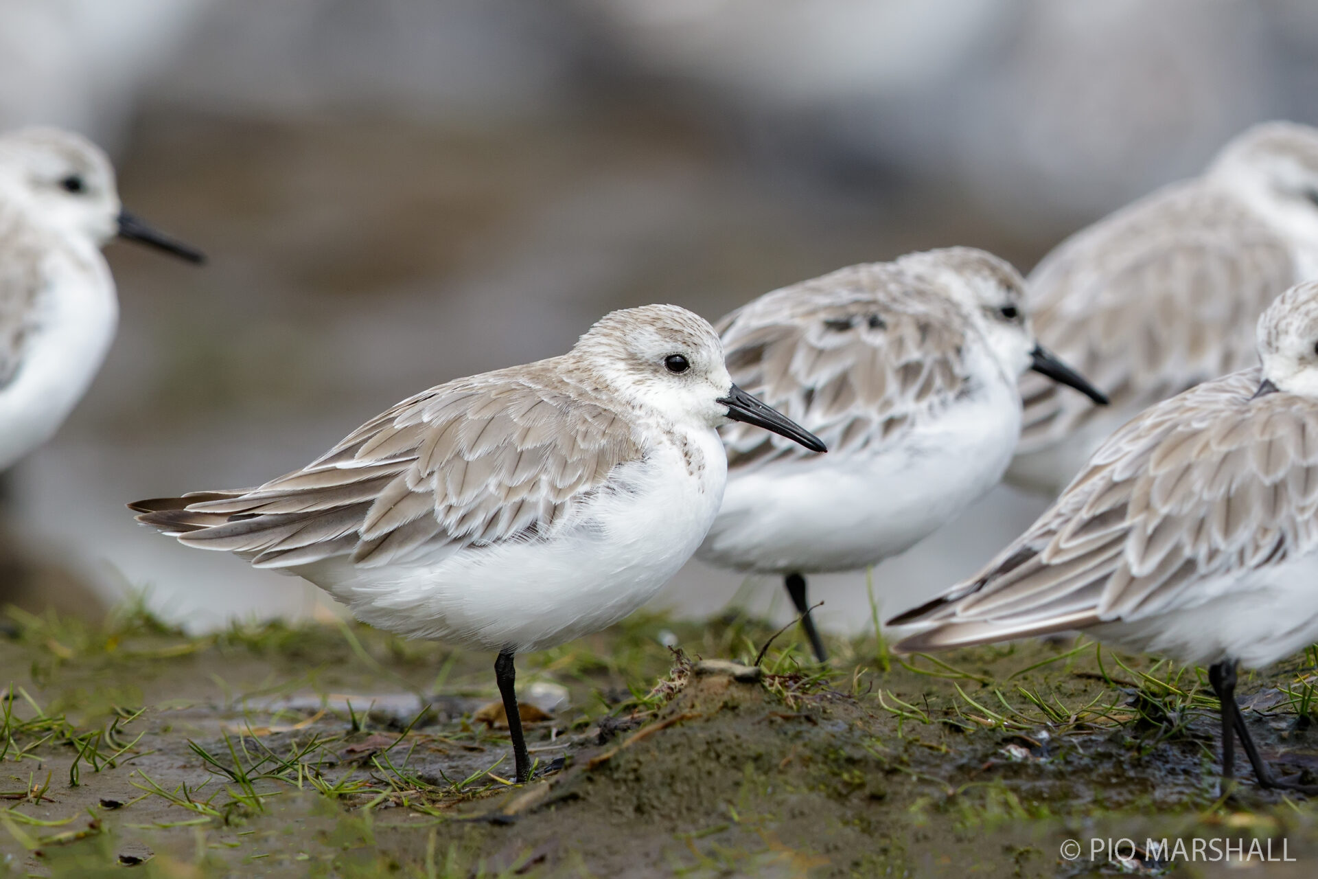 En este Día de las Aves Migratorias, conoce diez increíbles especies que puedes ver en Chile