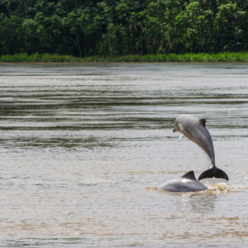 Salvar a los delfines de río: la urgencia que une a nueve países en una declaración para proteger a las seis especies que hay en el mundo