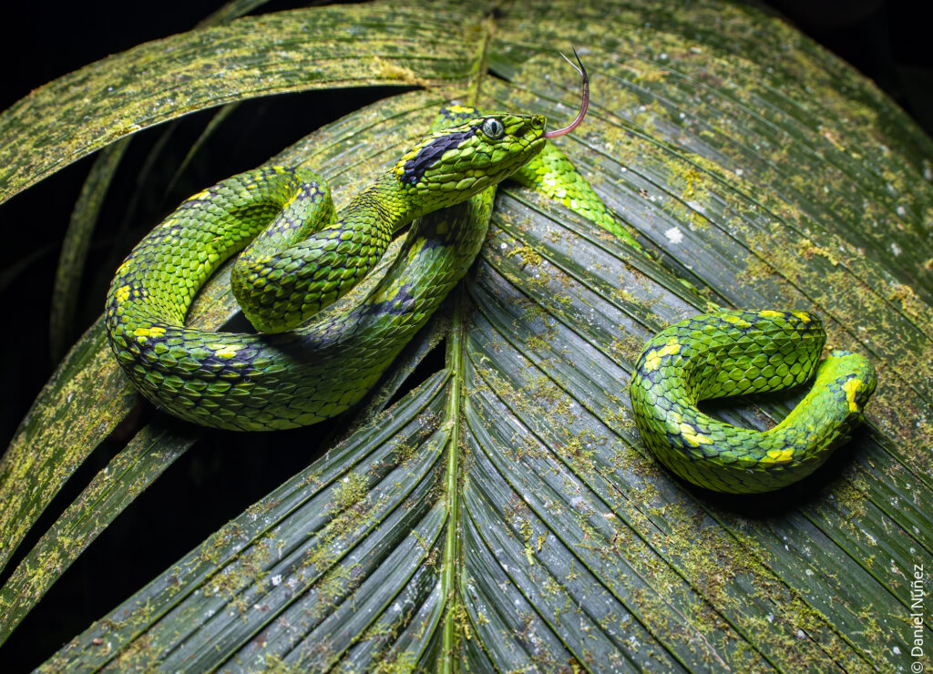 serpiente bosque nuboso guatemala.