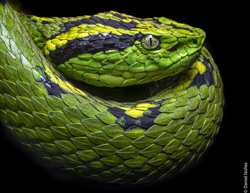 serpiente bosque nuboso guatemala.