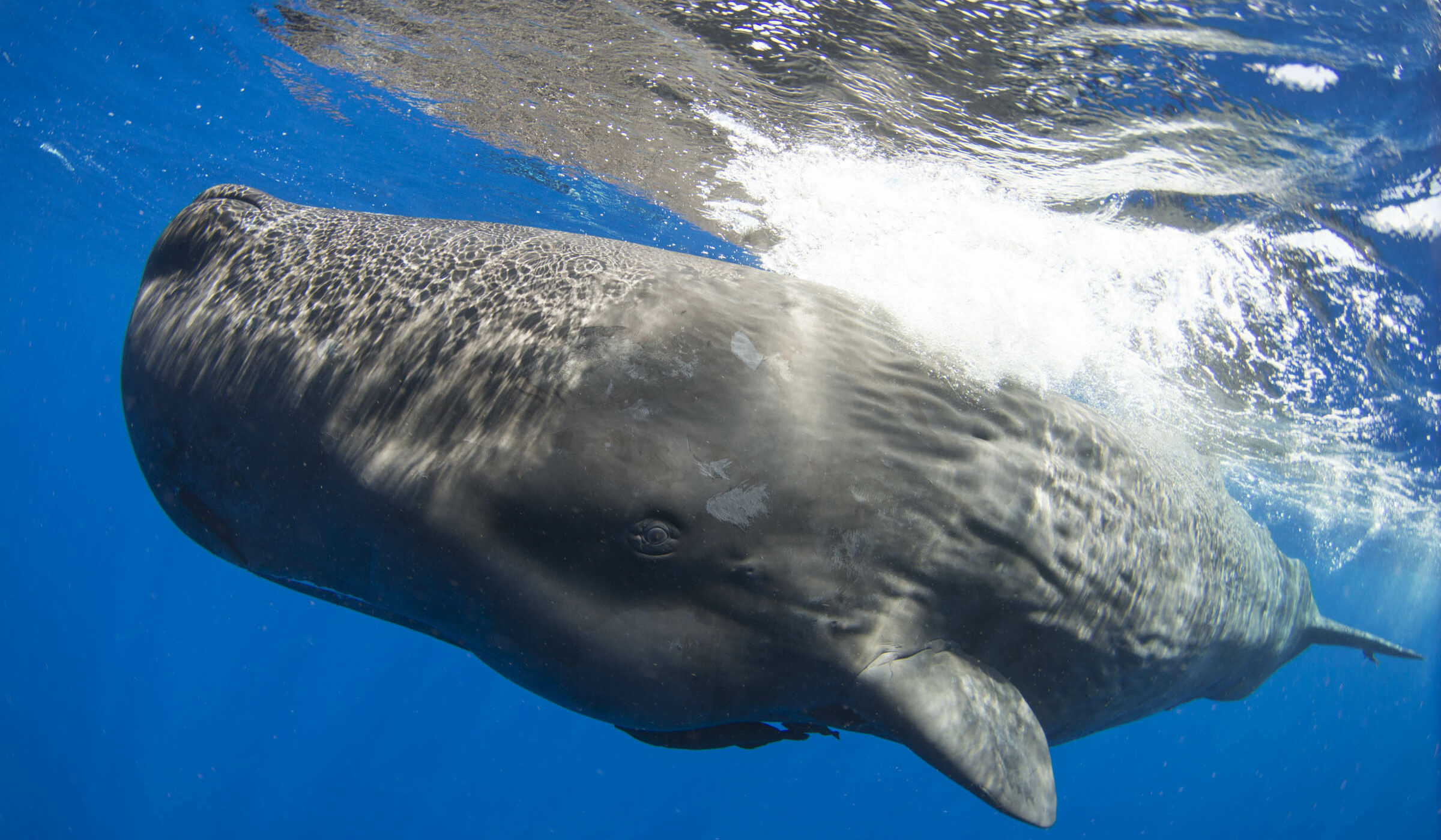 ¿Cómo podemos hablar con los animales? Dilemas éticos y un protocolo para estudiar la comunicación animal