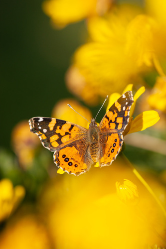 Mariposa colorada o mariposade la tarde (Vanessa carye). Créditos: ©Ariel Cabrera Foix