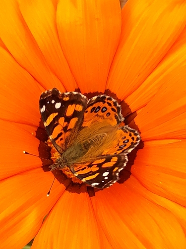 Mariposa colorada o mariposade la tarde (Vanessa carye). Créditos: ©Edson Luis Fabro Gasperin