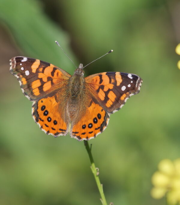 Vanessa carye o “mariposa colorada”: descubriendo uno de los insectos más visibles de Chile
