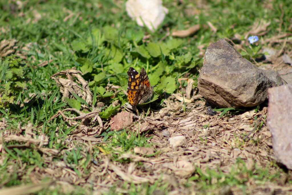 Mariposa colorada o mariposade la tarde (Vanessa carye). Créditos: ©Tamara Núñez