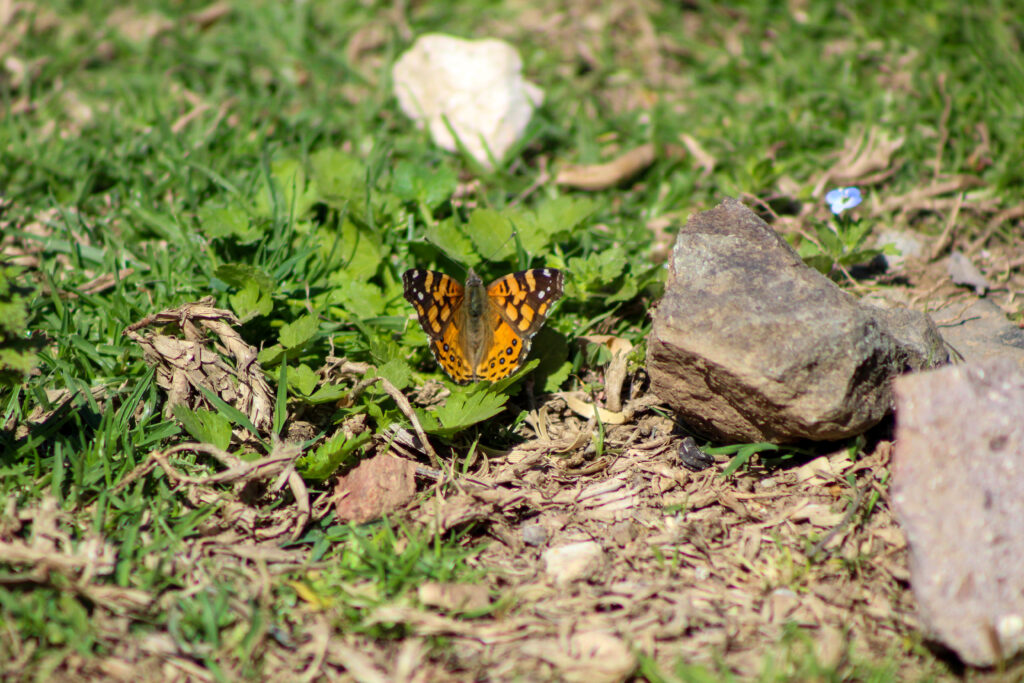 Mariposa colorada o mariposade la tarde (Vanessa carye). Créditos: ©Tamara Núñez