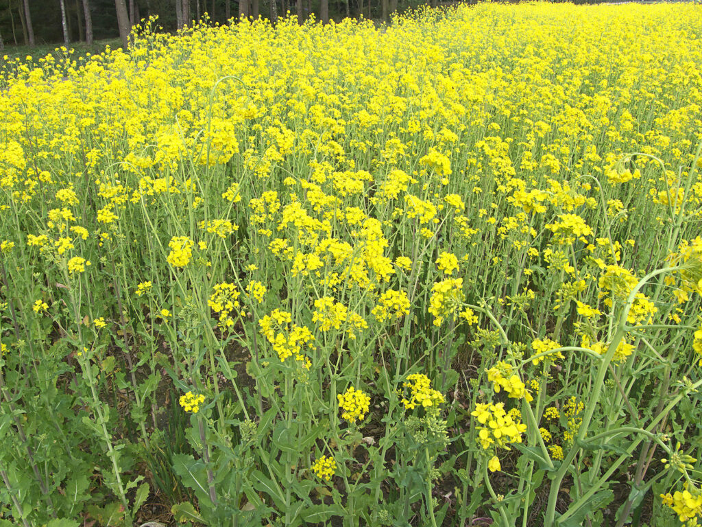 yuyo flor amarilla.