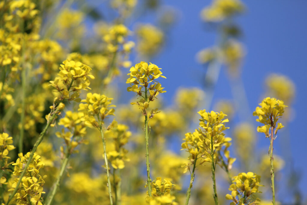 yuyo flor amarilla.