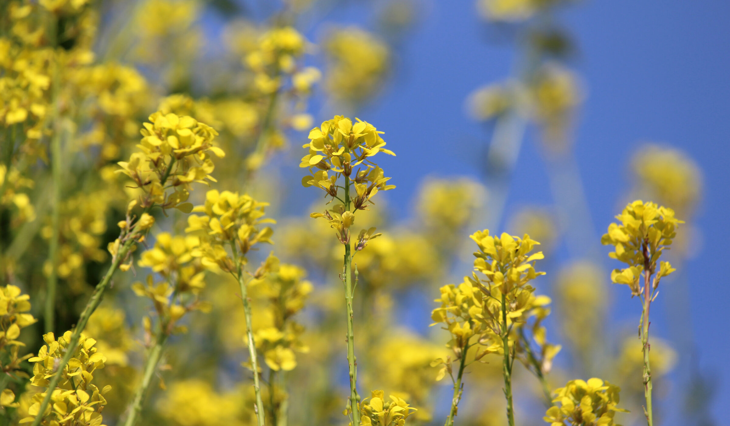 ¡Una avalancha de amarillo! Explorando la floración primaveral del yuyo