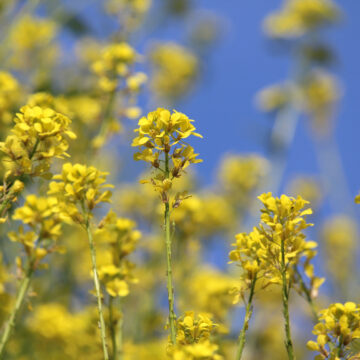 ¡Una avalancha de amarillo! Explorando la floración primaveral del yuyo
