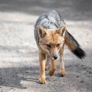Güiñas, zorros y pudúes entre los mamíferos más afectados por los atropellos de fauna en Chile