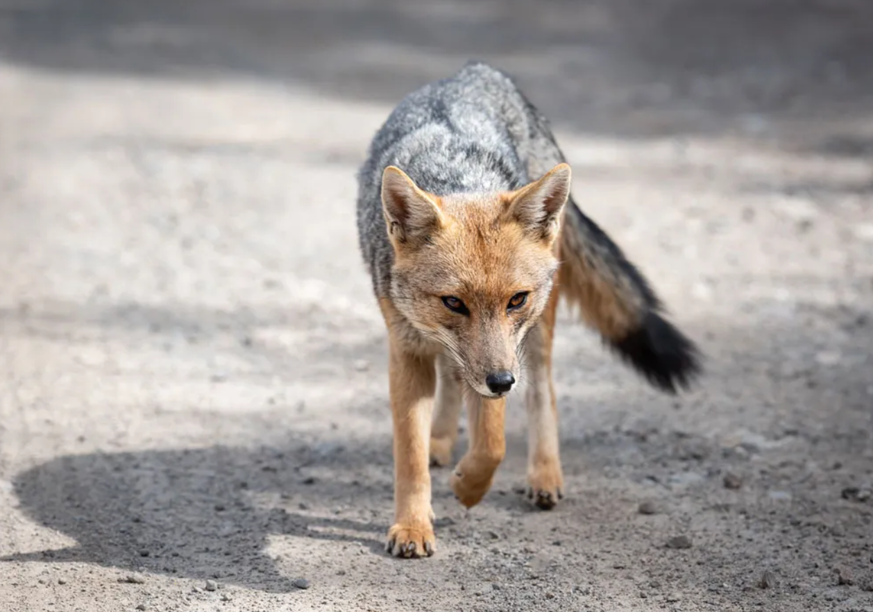 Güiñas, zorros y pudúes entre los mamíferos más afectados por los atropellos de fauna en Chile