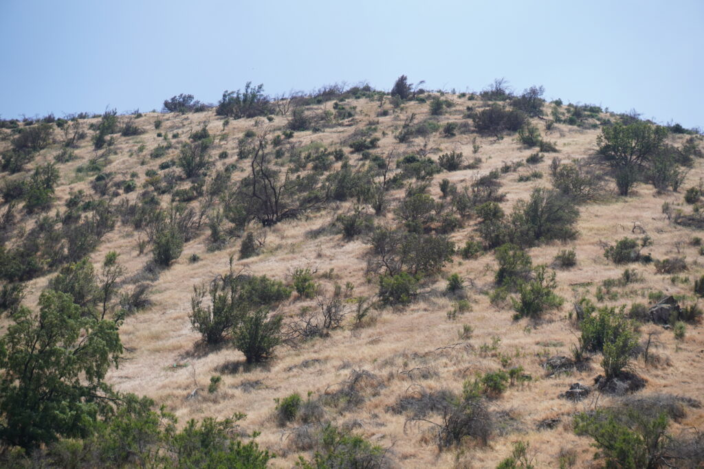 Bosque esclerófilo. Foto: CAPES