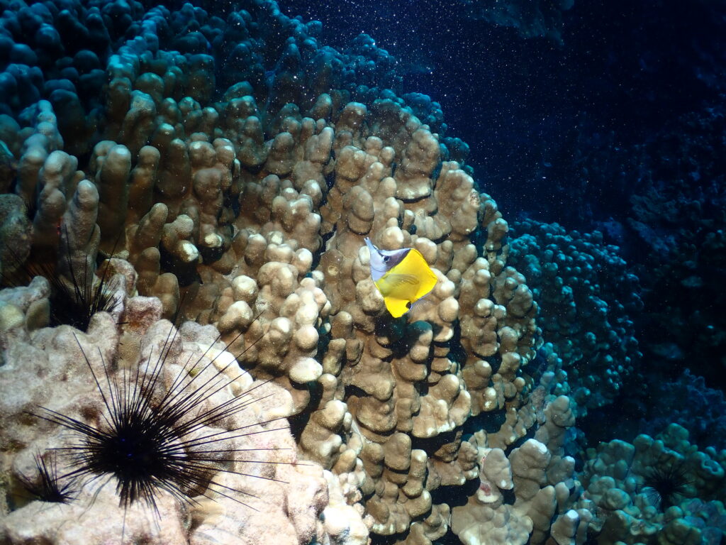 Biodiversidad marina de Rapa Nui. Créditos: Pablo Zamora