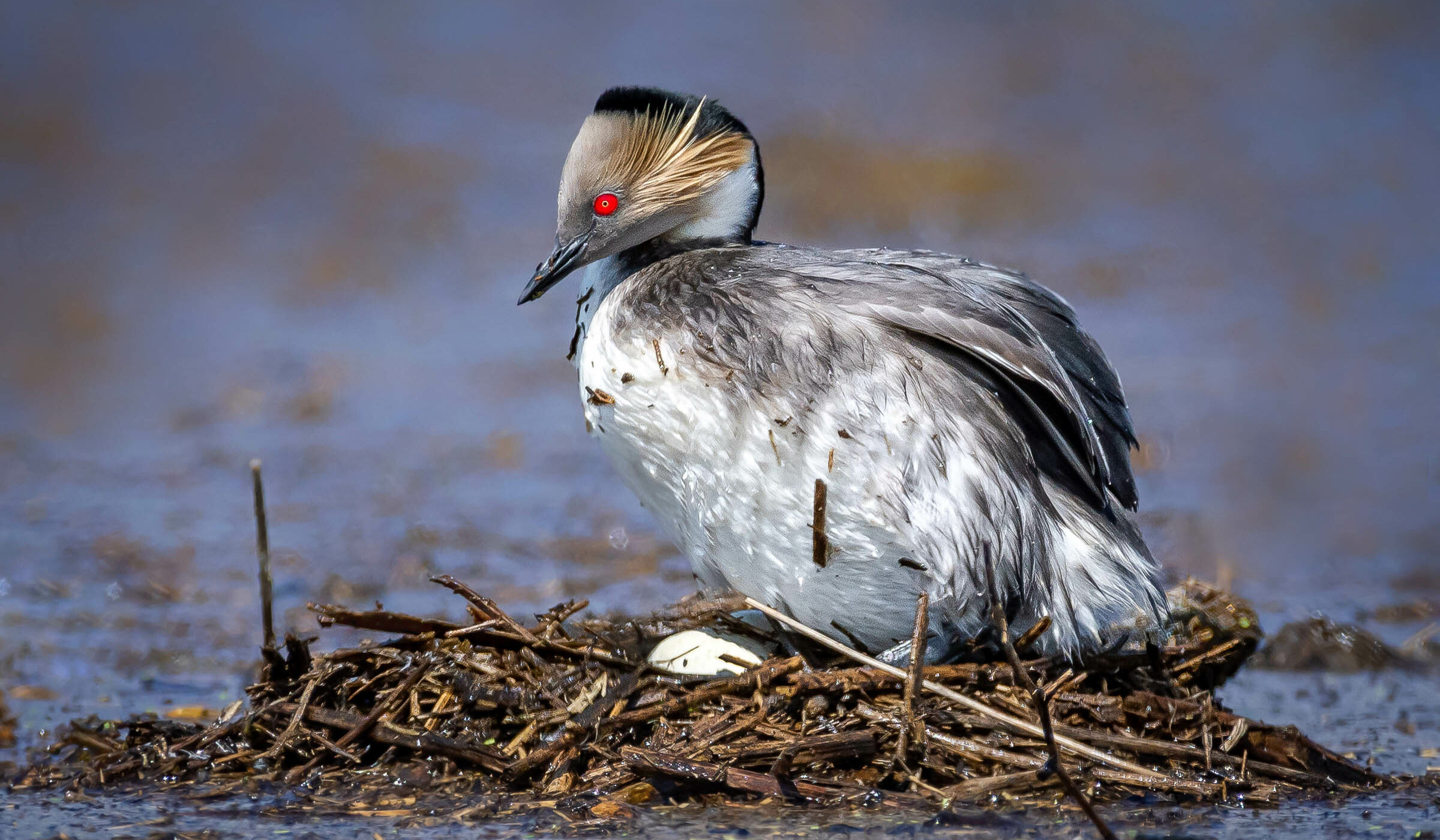 El renacer de la laguna de Aculeo: registran más de 40 especies de aves