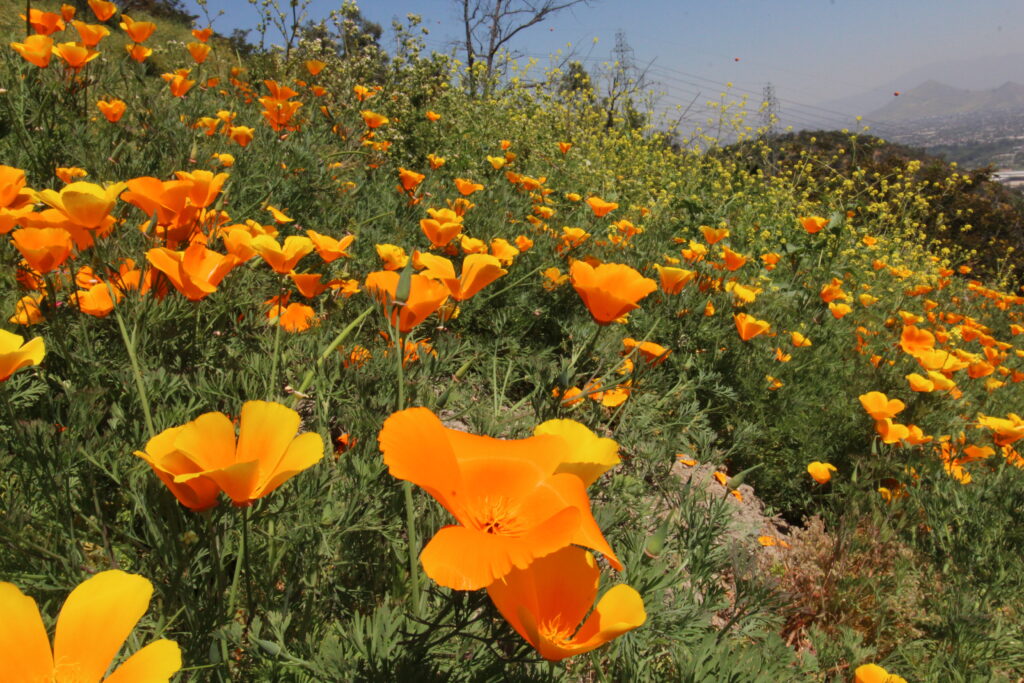 Dedales de Oro en Cerro El Carbón. Créditos: ©Tamara Núñez