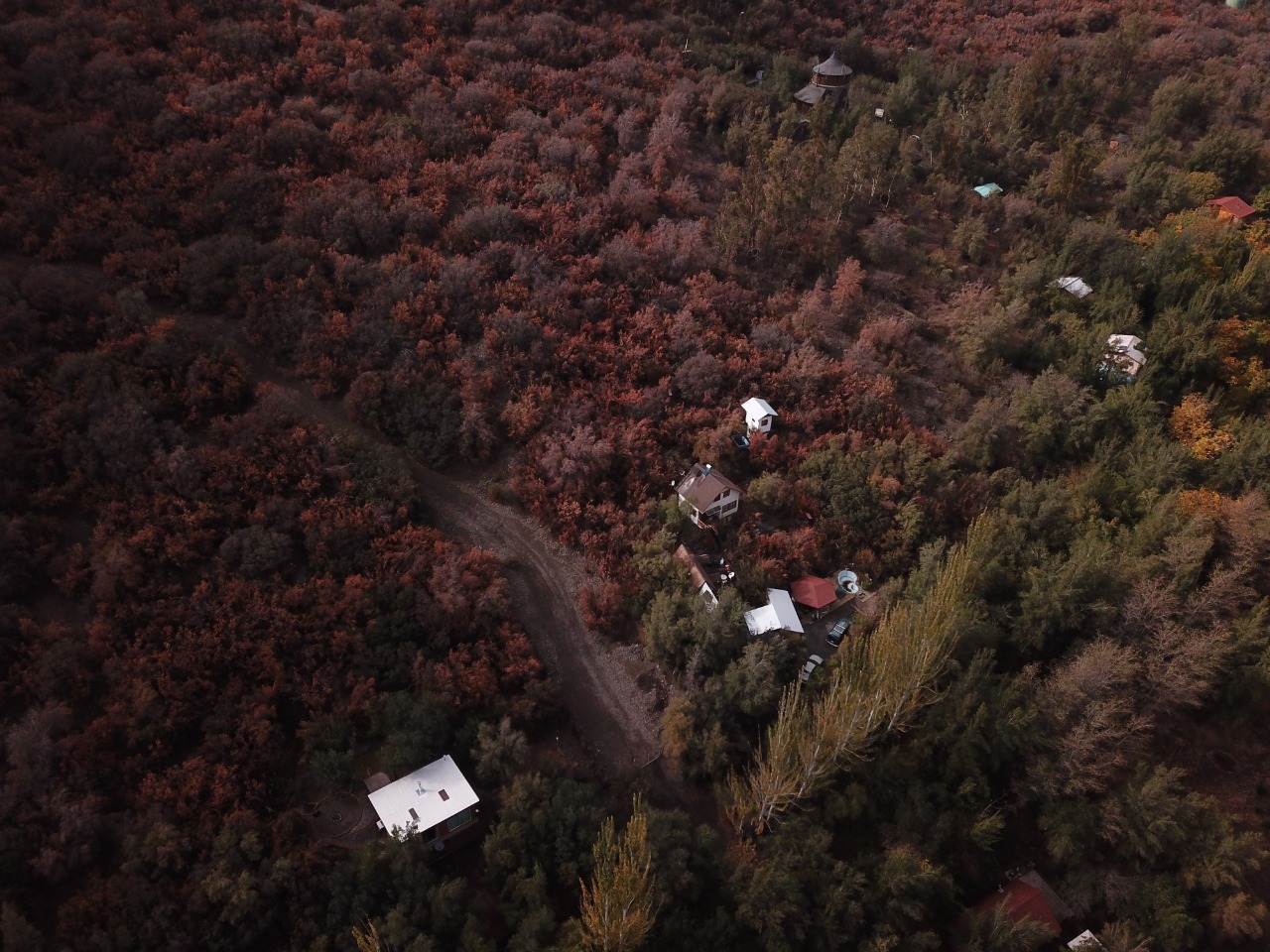 Impacto en el bosque esclerófilo: árboles pierden su verdor a causa de la sequía