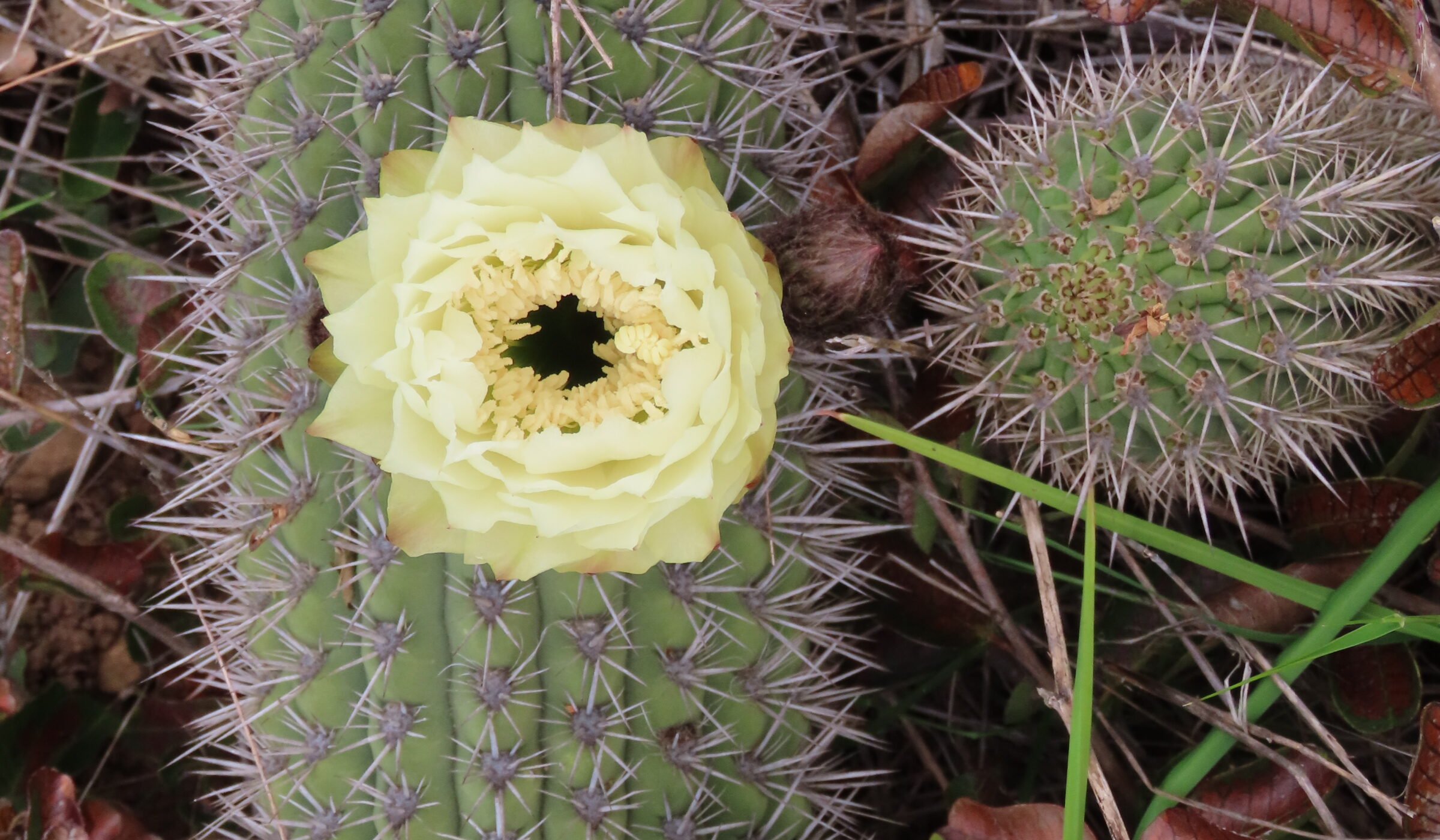 ¡Atención, amantes de las cactáceas! Este fin de semana es la Fiesta de los Cactus