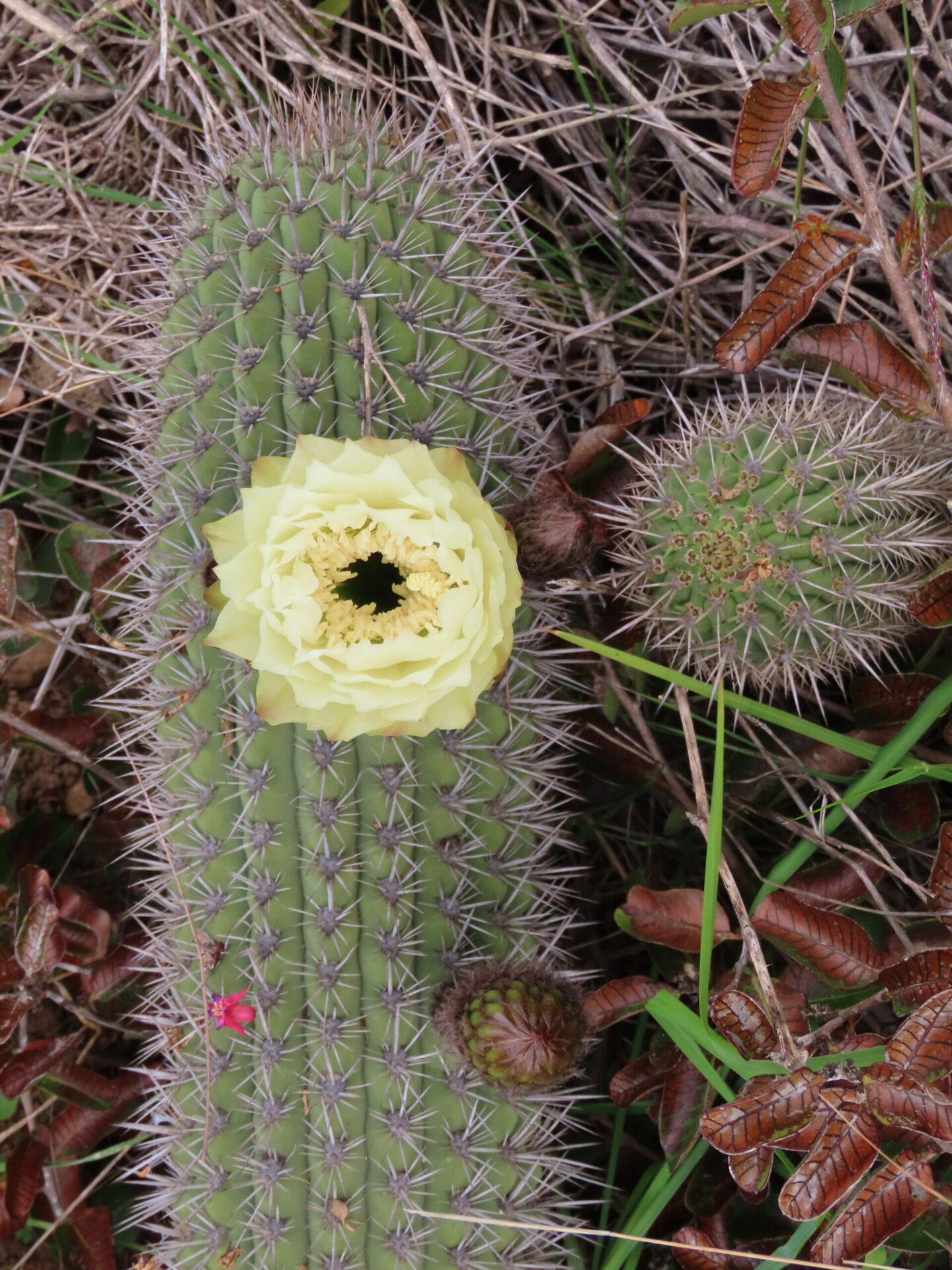 ¡Atención, amantes de las cactáceas! Este fin de semana es la Fiesta de los Cactus