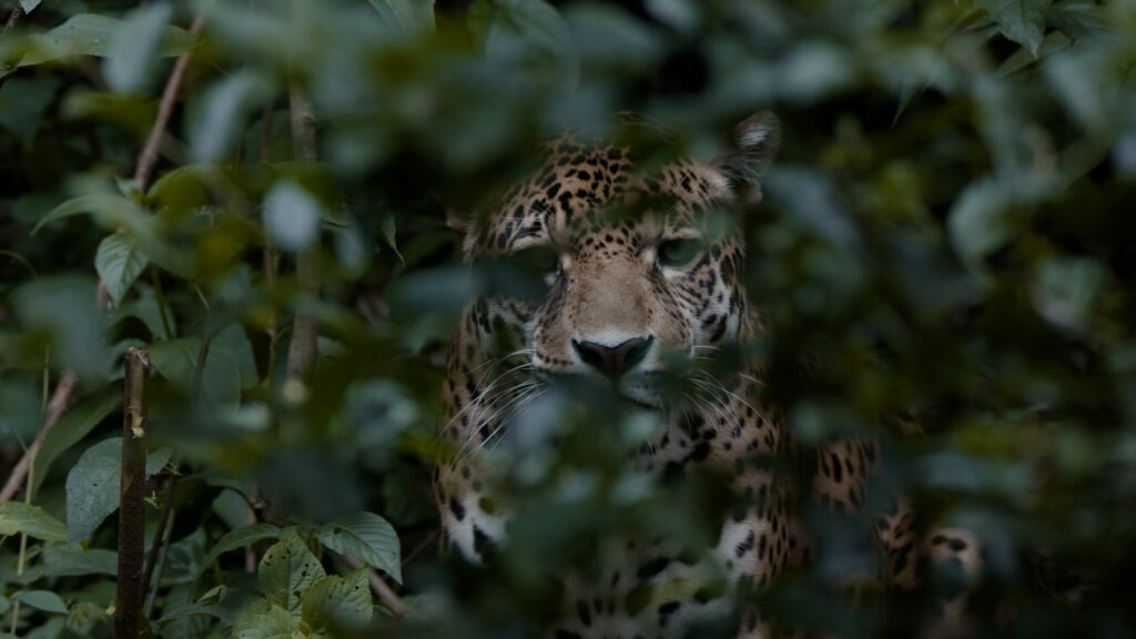 Jaguar en Bolivia. Stills del documental, filmado junio de 2022. Crédito: World Animal Protection/Botanica Films/Thomas Poole. 