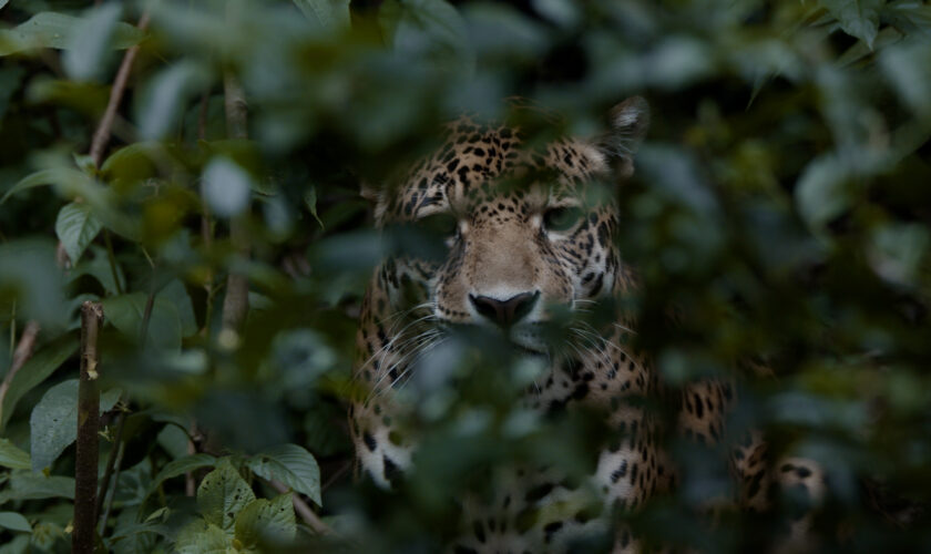 Documental Jaguar Spirit: Una luz al comercio ilegal de jaguares en Bolivia