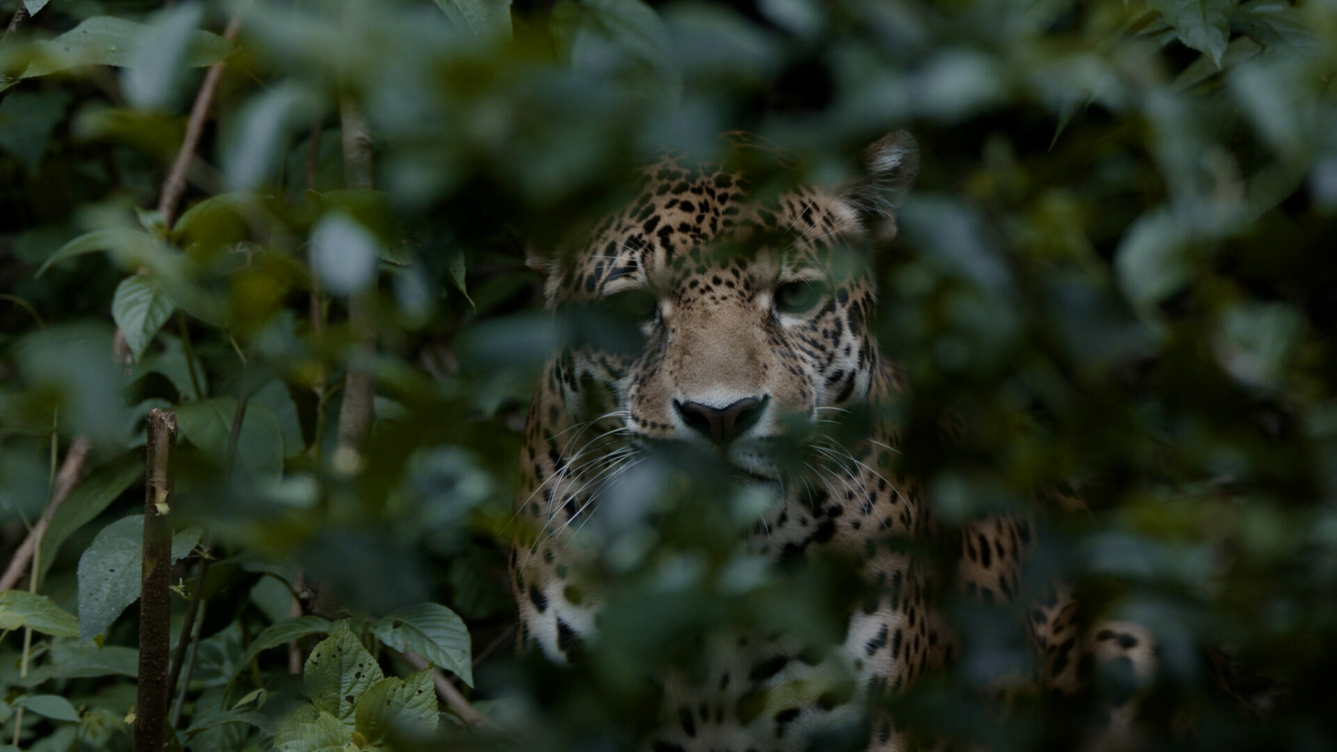 Documental Jaguar Spirit: Una luz al comercio ilegal de jaguares en Bolivia