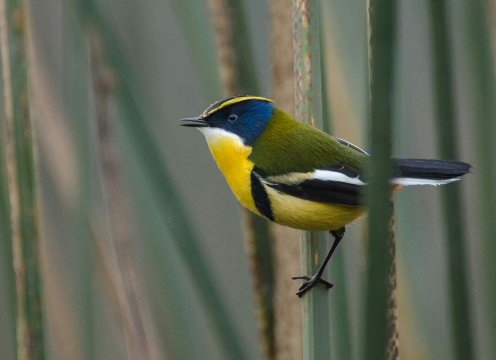 Fiu se nos va, pero te dejamos 7 senderos para conocer al pájaro siete colores