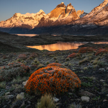 La Patagonia cubierta de rojo: la floración primaveral del mata guanaco o neneo macho