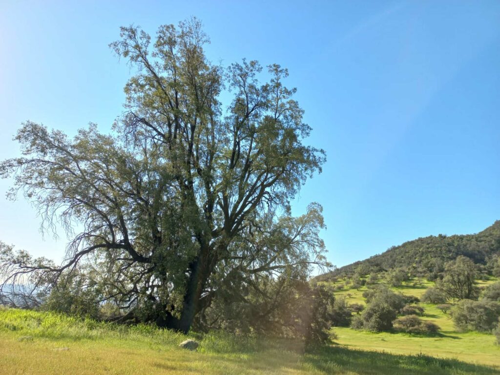 La Torcazas de Pirque. Foto: Santuario de la Naturaleza "Torcazas de Pirque"