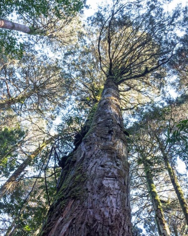 ¿Las conocías? Las 7 especies de flora declaradas monumentos naturales en Chile